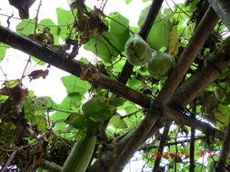 树上吃佛手瓜小伙视频在线观看,小伙树上吃佛手瓜视频走红网络