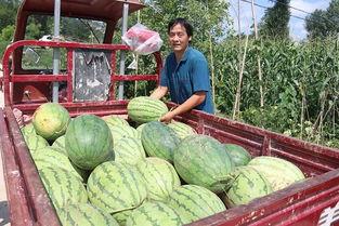 吃瓜三瓜视频免费观看