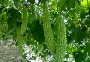 吃瓜三瓜视频免费观看