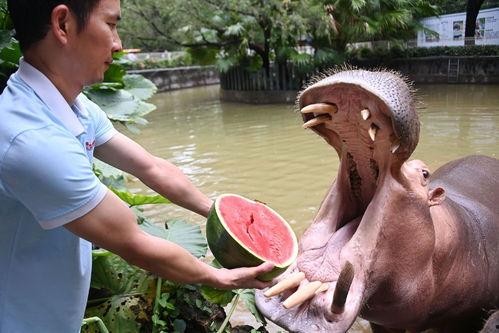 河马吃蜜瓜的视频大全,蜜瓜盛宴视频大盘点