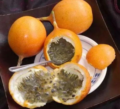 吃蜜瓜舞蹈曲子视频教程,轻松学会夏日活力舞步