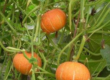 老美吃瓜视频大全,揭秘美国社会热点事件背后的真相