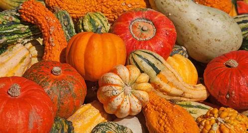 冬天的一枝瓜可以吃吗视频,揭秘“一枝瓜”的冬日美味之谜