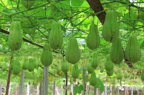 韩城五个吃瓜的视频,揭秘幕后真相