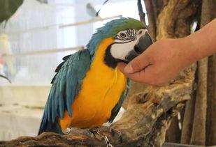 各种神兽吃瓜视频,奇闻异事背后的趣味真相