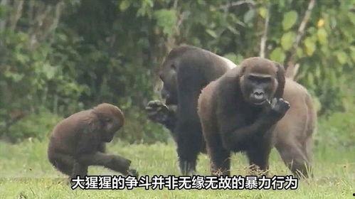 猩猩吃角瓜的视频