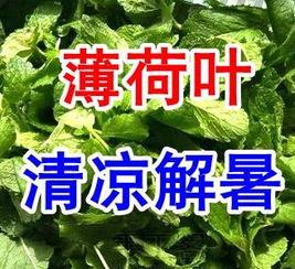 入伏吃三瓜视频,清凉一夏，健康相伴
