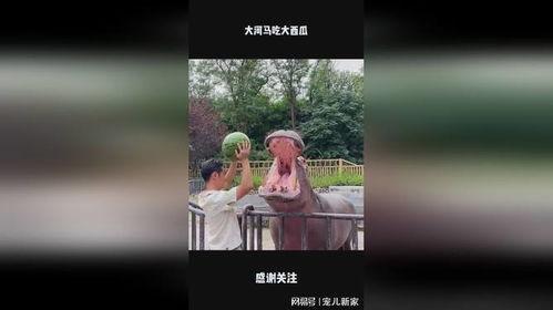 大河马吃瓜视频,揭秘动物界的“美食家”