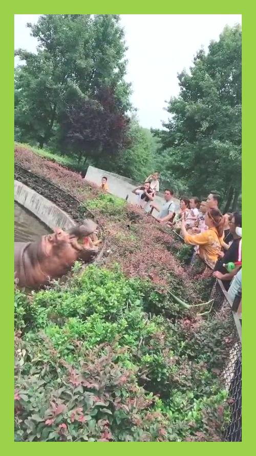 大河马吃瓜视频,揭秘动物界的“美食家”