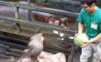 大河马吃瓜视频,揭秘动物界的“美食家”