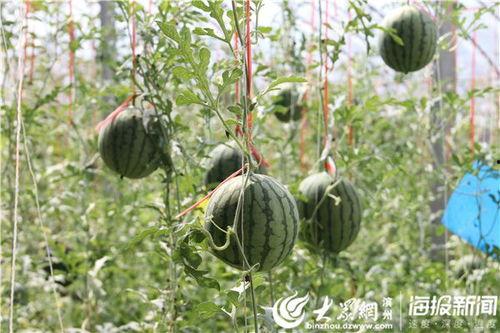 安平吃瓜事件视频大全,视频大全揭秘网络热议瞬间