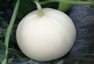 吃梨瓜胖子难受吗视频播放,视频揭示食用禁忌与注意事项