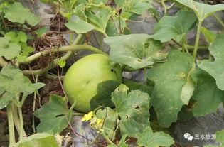 吃梨瓜胖子难受吗视频播放,视频揭示食用禁忌与注意事项