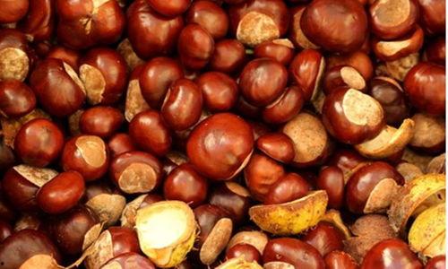 啥季节吃板栗瓜好呢视频,秋季板栗瓜的黄金食季