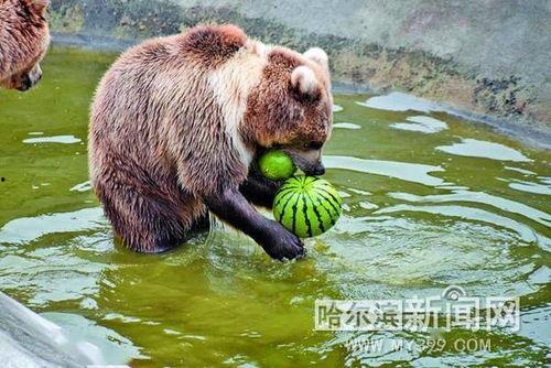 吃瓜视频动物,揭秘动物界的趣味瞬间