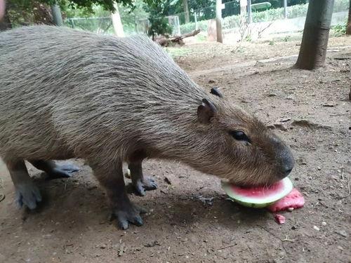 吃瓜视频动物,揭秘动物界的趣味瞬间