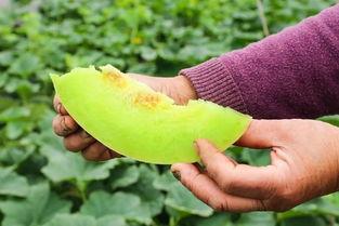 魔都吃瓜视频,揭秘都市生活里的热点事件与幕后真相