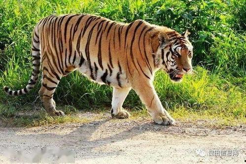 老虎吃瓜兜风视频,太可爱了！