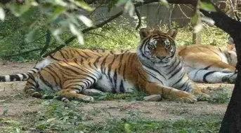 老虎吃瓜兜风视频,太可爱了！