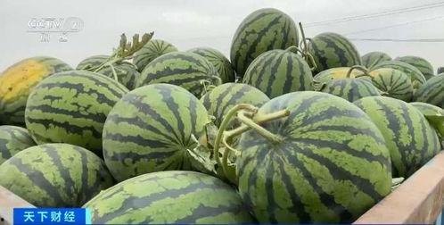 四十万吃瓜视频,揭秘娱乐圈幕后风云