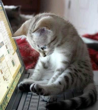 猫妹妹吃牛角瓜视频大全,趣味视频大盘点！