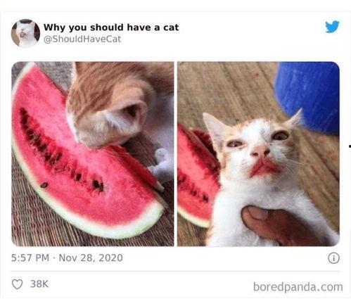 猫妹妹吃牛角瓜视频大全,趣味视频大盘点！