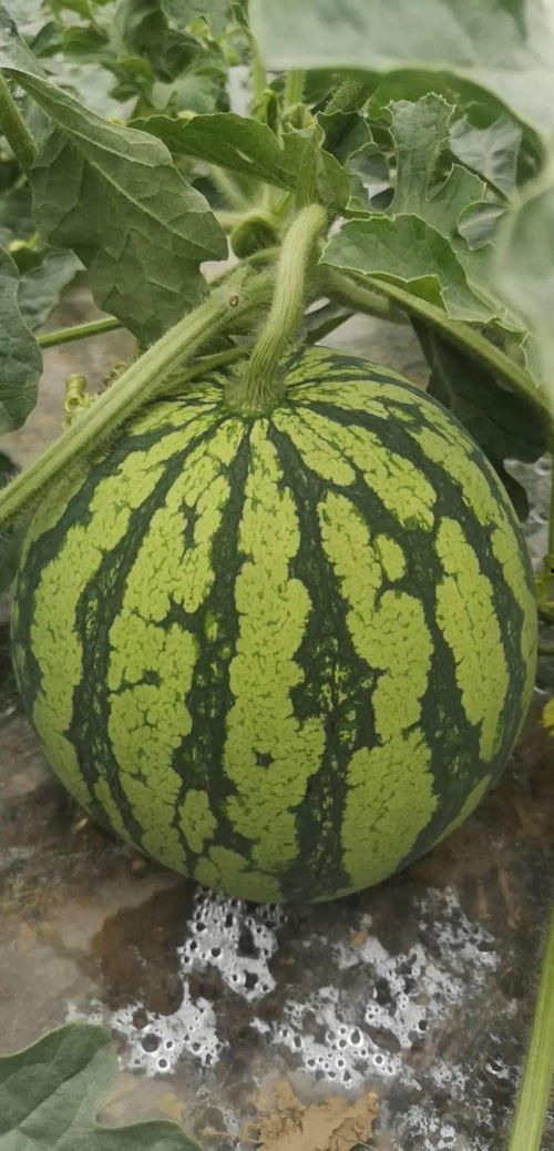 必吃瓜视频,揭秘娱乐圈幕后真相，带你领略明星生活百态