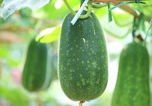 必吃瓜视频,揭秘娱乐圈幕后真相，带你领略明星生活百态