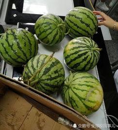 江西学姐吃瓜视频,揭秘校园幕后风云