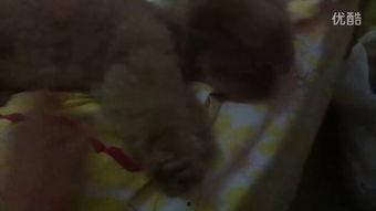 紫鹊吃瓜最新视频大全播放,笑料横生，欢乐无限