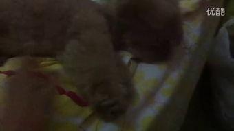 少爷小姐吃瓜视频,娱乐圈幕后风云录