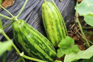 内涵吃瓜的视频素材大全,内涵素材大全回顾