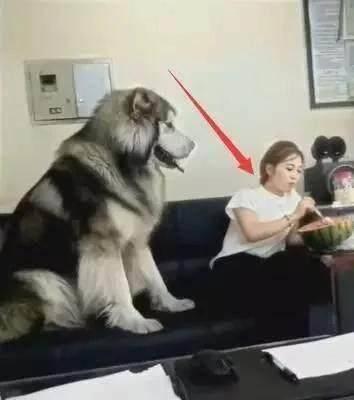 坏瓜能给狗吃嘛视频大全,坏瓜对狗狗的健康影响，视频大全带你了解真相