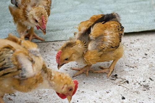 小鸡吃生瓜有毒吗图片视频,小鸡食用生瓜安全吗？揭秘生瓜对鸡的健康影响