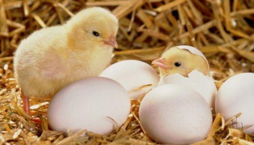 小鸡吃生瓜有毒吗图片视频,小鸡食用生瓜安全吗？揭秘生瓜对鸡的健康影响