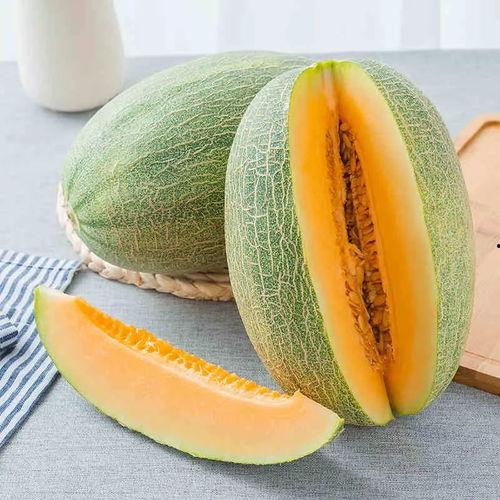 东方蜜瓜吃货视频大全,吃货视频大全精选回顾