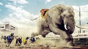 吸血猴精吃瓜视频大全集,趣味视频全集盘点