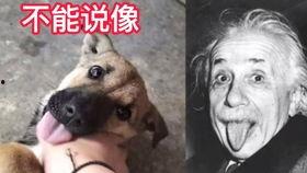 狗吃瓜甜的视频大全
