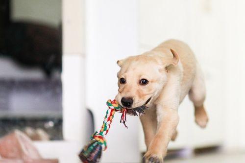 狗吃瓜甜的视频大全