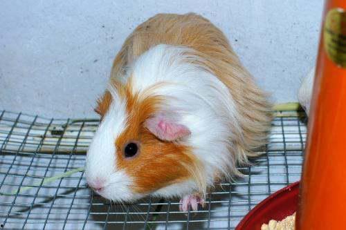 荷兰猪吃小瓜吗会死吗视频,荷兰猪食用小瓜致命风险揭秘