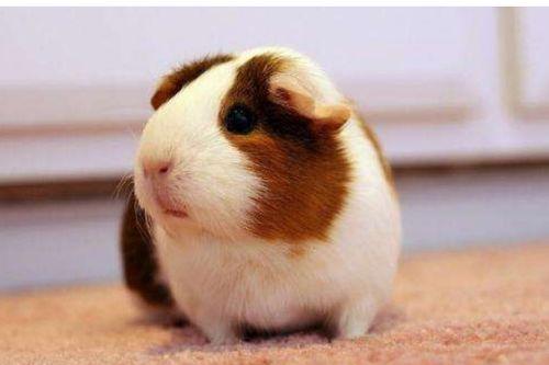 荷兰猪吃小瓜吗会死吗视频,荷兰猪食用小瓜致命风险揭秘