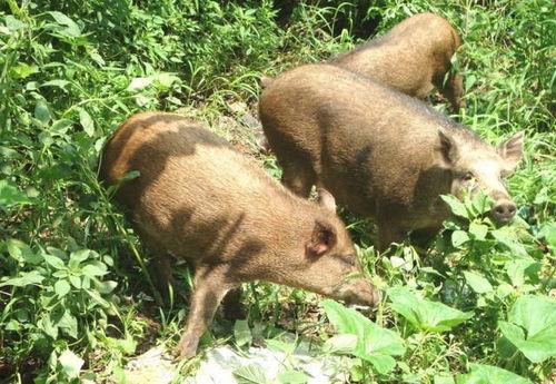 猪在野外偷瓜吃视频大全,一场欢乐的“瓜田大战”