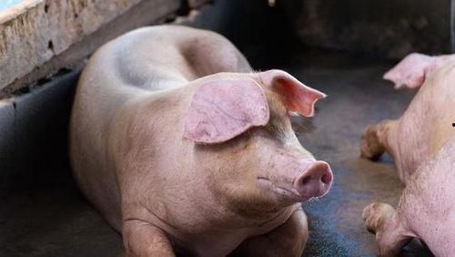 猪在野外偷瓜吃视频大全,一场欢乐的“瓜田大战”