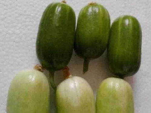 9个小时吃瓜长视频,揭秘热门长视频背后的秘密