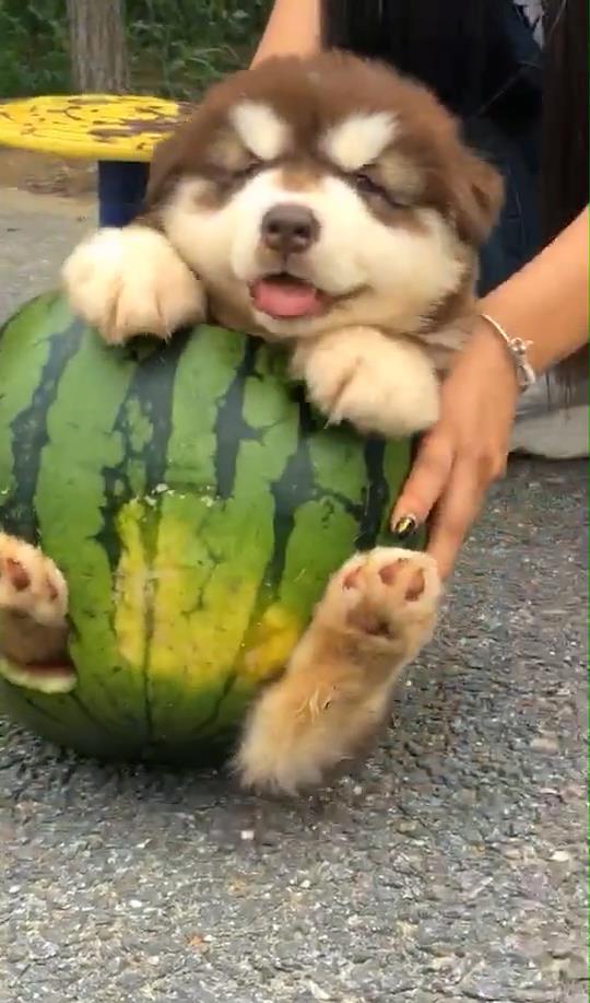 狗给主人吃瓜视频播放