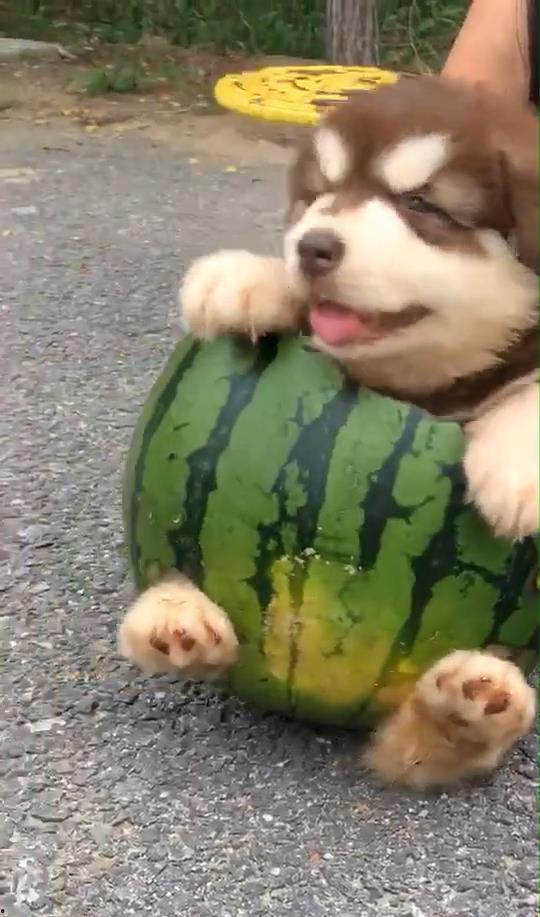 狗给主人吃瓜视频播放