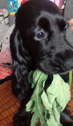 狗给主人吃瓜视频播放