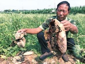 唐河吃瓜事件视频最新,真相揭秘，网络舆论的漩涡与反思