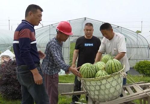本地吃瓜群众视频,一场热闹非凡的街头事件
