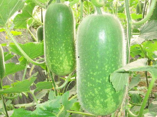 奶龙吃哈密瓜视频大全,视频大全里的甜蜜时光